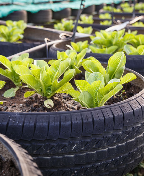 Organic Vegetable Farm