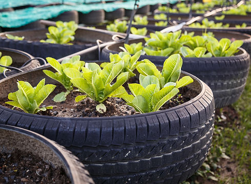 Organic Vegetable Farm