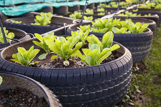 Organic Vegetable Farm