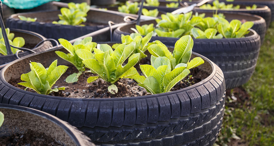 Organic Vegetable Farm