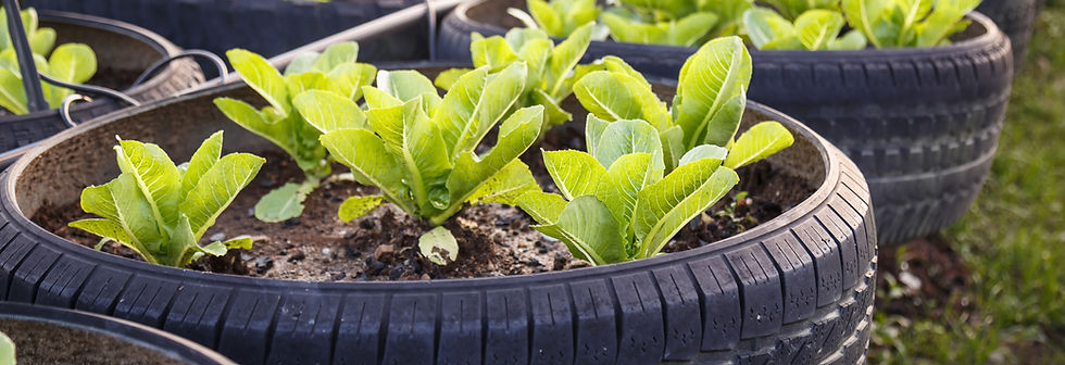 Organic Vegetable Farm