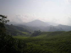 thé paysage malaise