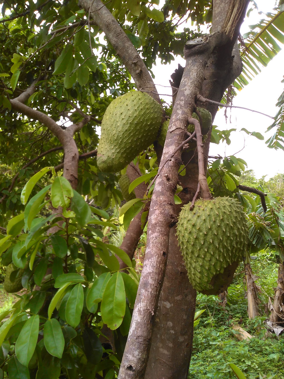 Sour Sop
