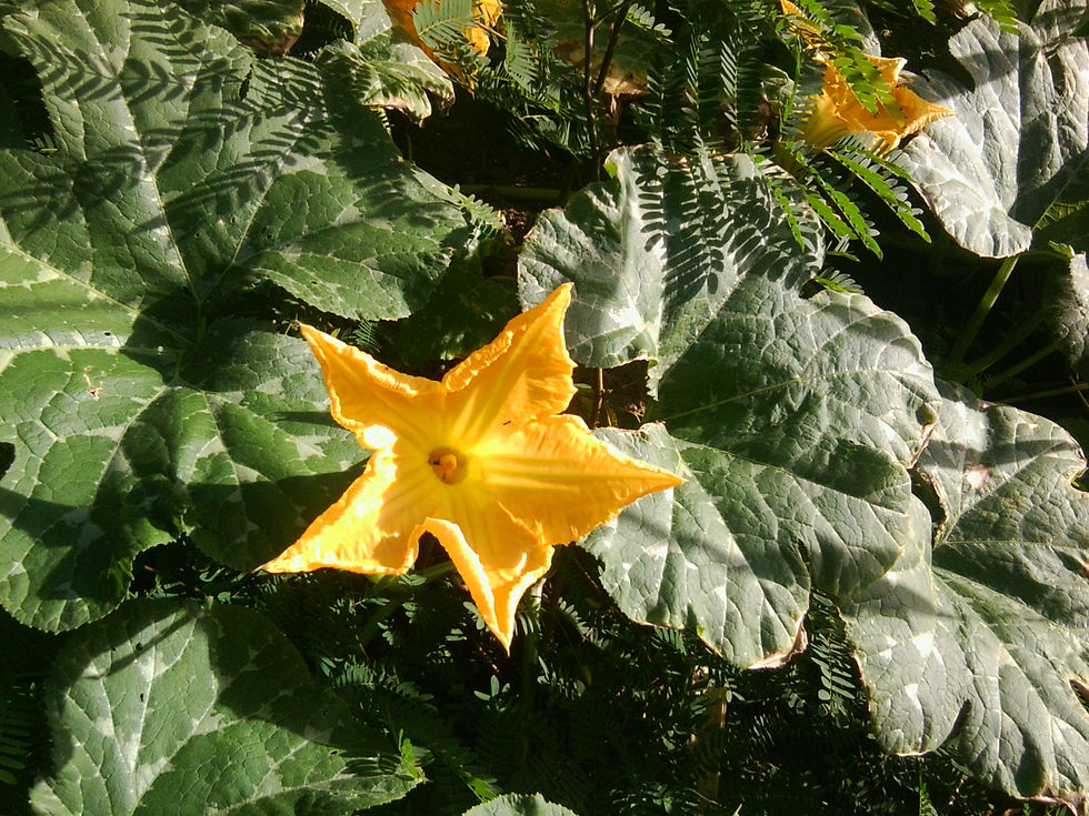 Pumpkin Flower