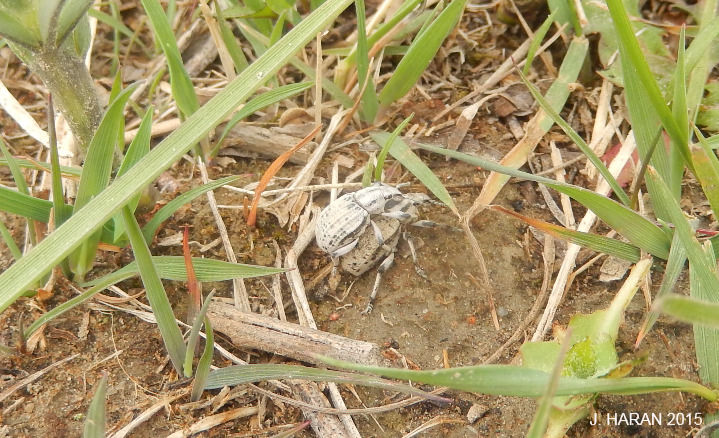 Catapionus agrestis
