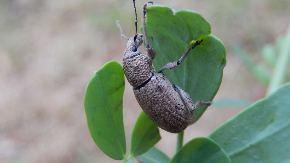 Geonemus flabellipes_Julien Haran