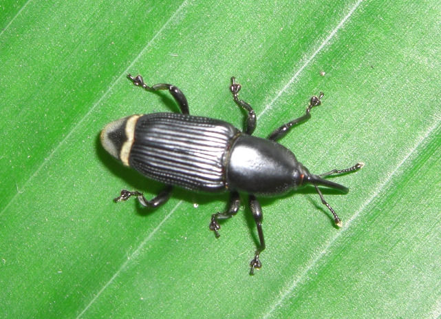 Odoiporus longicollis_1_Julien Haran