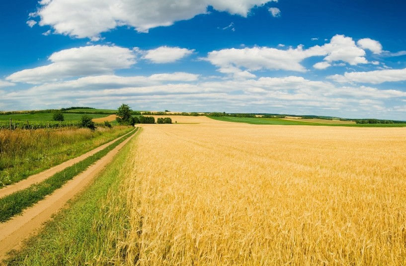 Campo di grano con strada a terra battuta e verdi colline da lontano sotto un bel cielo azzurro con nuvole.