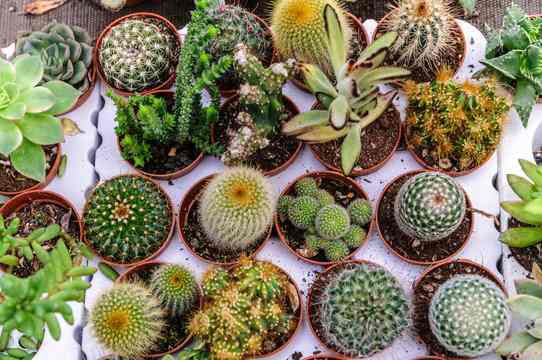 Mix di piante grasse di varie forme, misure e colori
