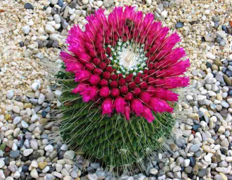 Pianta grassa con spettacolare fiore rosa fluo su un terreno composta da pietre piccole