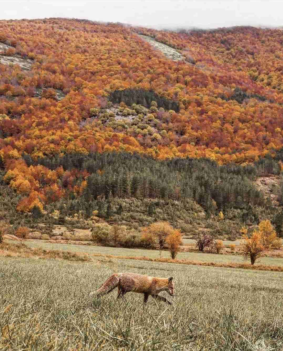 ree