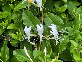 japanese-honeysuckle-after-rain.webp