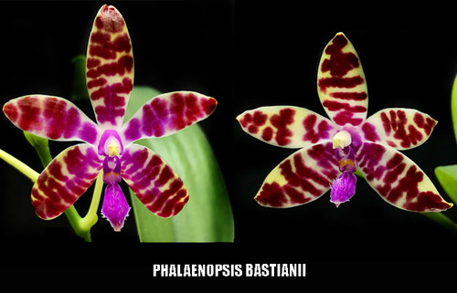 Phalaenopsis bastianii | The Orchids Lab