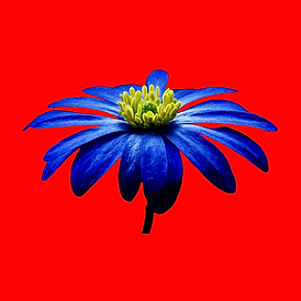 une fleur bleue