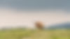 Texas longhorn standing in open pasture, representing DMI’s commitment to protecting local farms and ranches with personalized insurance solutions