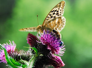 Butterfly on meadow tree