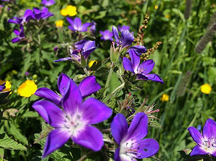 Blumenwiese im Val Tujetsch