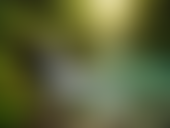 Natural spring water source in Australia showing clear flowing water and mineral-rich environment