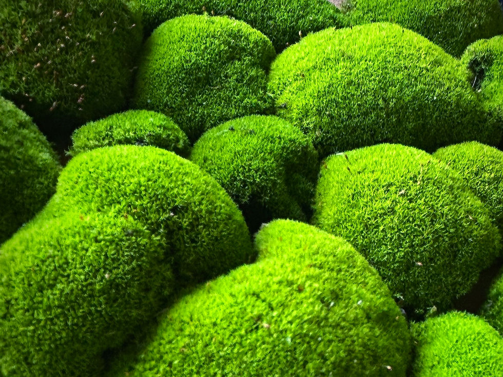 Thumbnail: Live Wildcrafted Moss Box