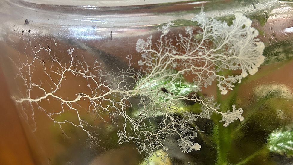 When the Terrarium Started Drawing on the Glass