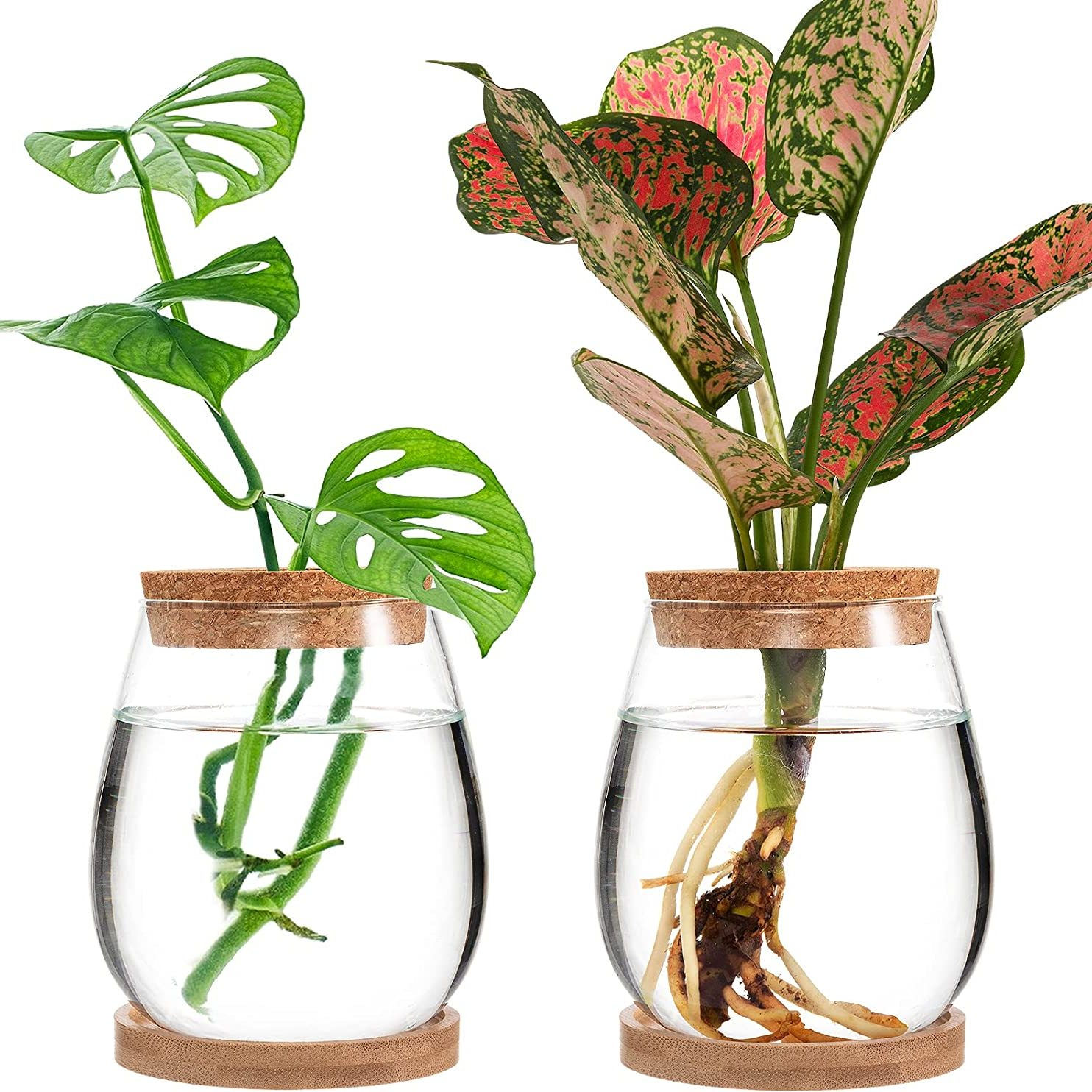 Desktop Plant Terrarium – Propagation Station with Glass Vases & Wooden Stands