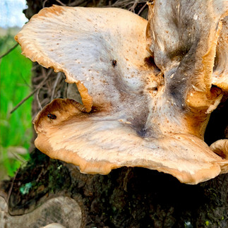 Close-up of tan ghost fungi growing on a roadside tree trunk, their broad wavy caps streaked with gray and brown, with small insects resting on the surface and green grass in the background
