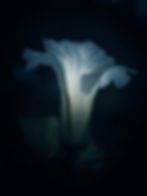 Close-up of a white flower glowing softly in the dark. Water droplets on petals sparkle, creating a serene, ethereal mood.