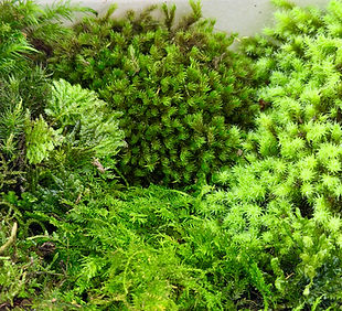 detailed view of assorted live moss species used for terrariums and miniature gardens