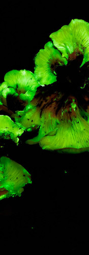 Group of ghost fungi emitting a bright green glow on a forest log, surrounded by deep shadow