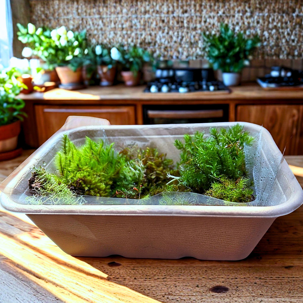 Tray of lush green moss sitting on a wooden surface with soft natural light