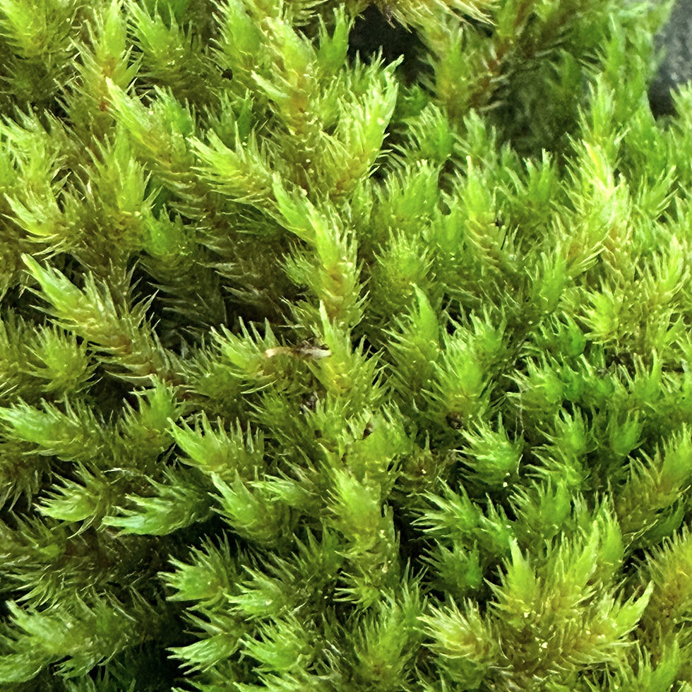 Thumbnail: Close-up of thick, vibrant moss showing soft, cushiony texture