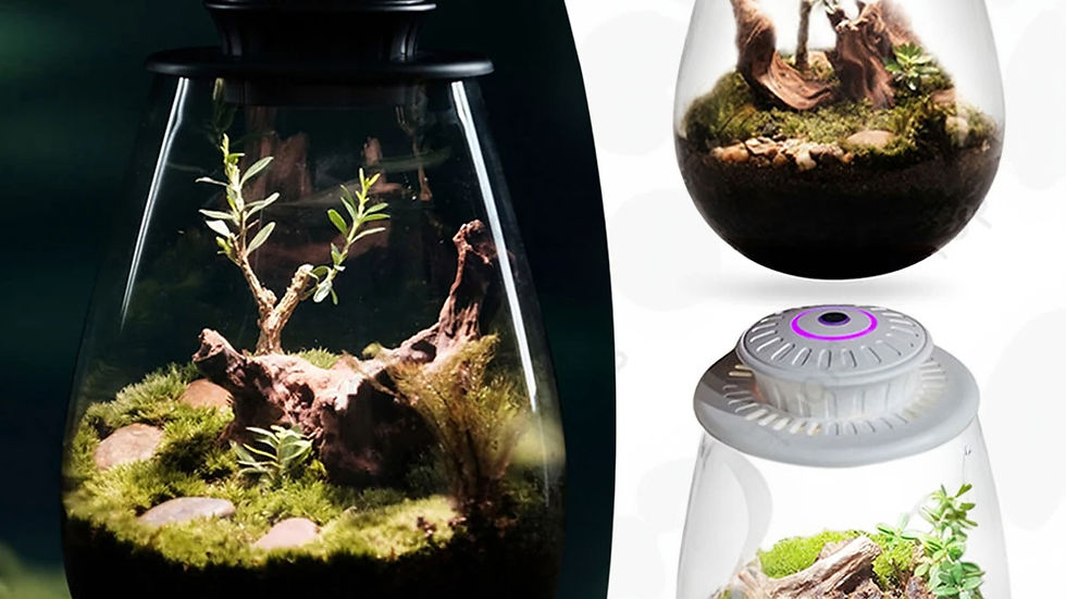 Three glass terrariums with moss, plants, and rocks on wood. Set against a dark and white background, highlighting natural beauty.