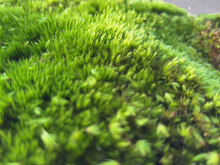 Broody Swan-Neck Moss: A Sustainable Crafting Gem