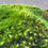 Thumbnail: Broody Swan-Neck Moss | Lush Woodland Elegance