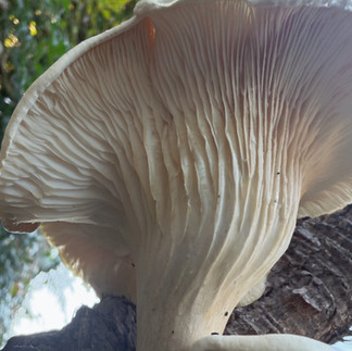 Upward view of a large ghost fungus showing delicate gills beneath its wide cream cap, lit softly by natural forest light