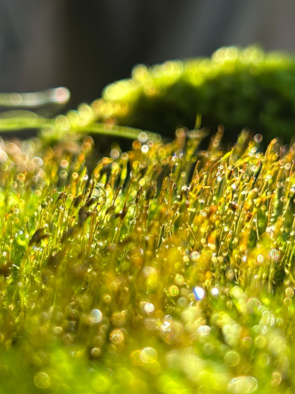 Close-up of vibrant green moss with dew droplets glistening in sunlight. Soft, blurred background, creating a serene, natural mood.