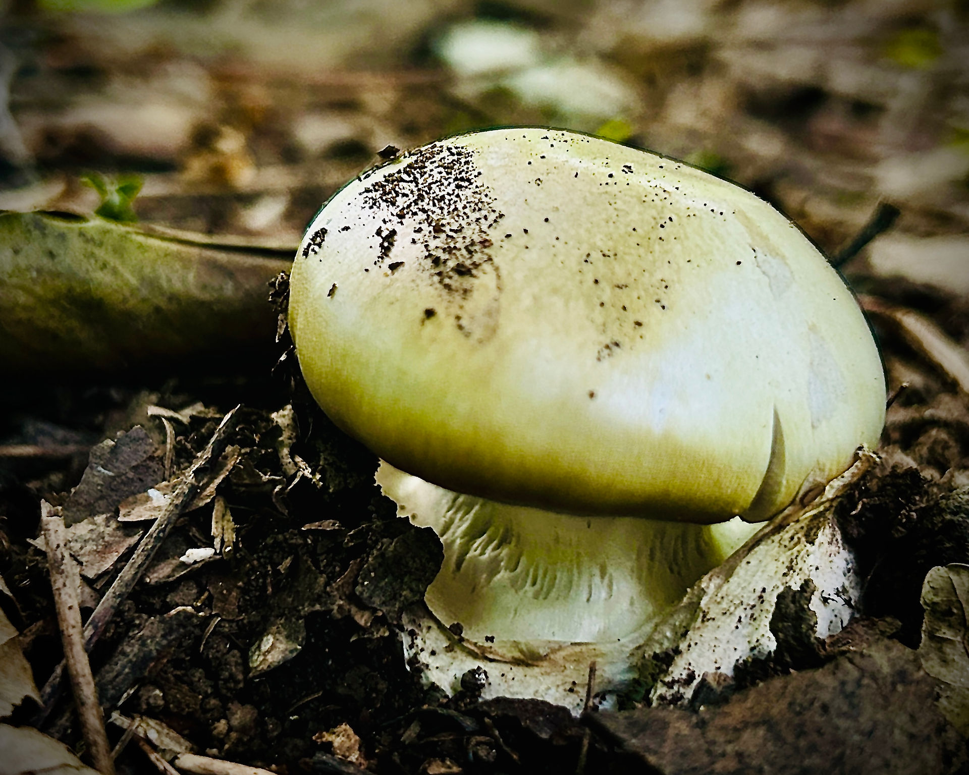Pale Amanita mushroom emerging from leaf litter and forest soil.
