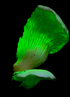 Close-up of a bioluminescent ghost fungus glowing bright green in the dark forest