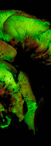 Close-up of glowing ghost fungi with speckled caps and rich green luminescence against dark bark