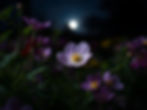 Purple flowers glowing softly under a full moon in a dark garden, creating a tranquil and serene atmosphere.