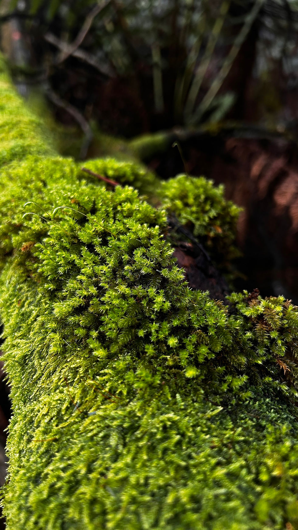 Close-up of vibrant green moss covering a tree branch in a forest, with a blurred background of dark branches, creating a lush, tranquil scene.