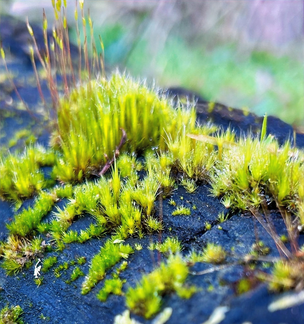 Close-up of vibrant green moss growing on a dark, rough surface. Background is blurred, showcasing soft, natural colors.