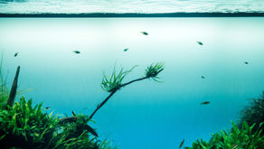 Health Benefits of Blue Green Algae
