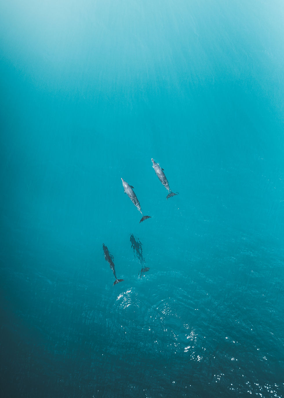 Justy 19 Gold Coast Prints justy-19-gold-coast-prints