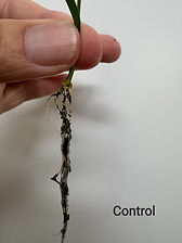 Wheat seed control_edited.jpg