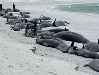 Whale Suicide Update