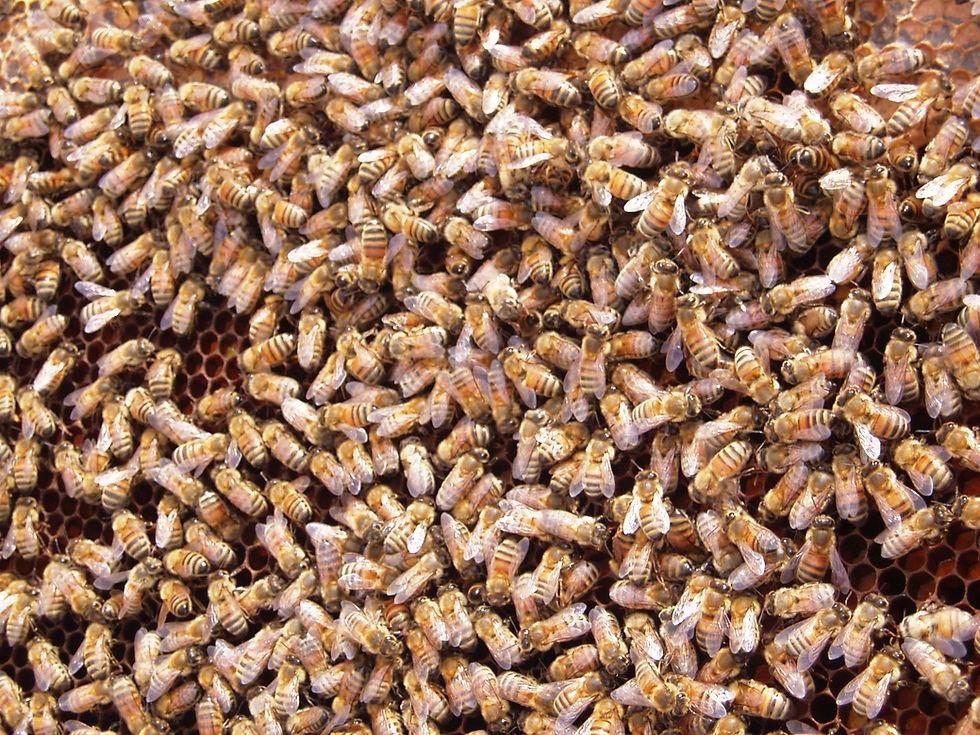 LOTS OF BEES!.jpg