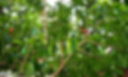 SPICE, ALLSPICE TREE WITH UNRIPE BERRIES.jpg