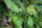 SPICE, ALLSPICE TREE BLOSSOMS.jpg