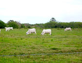 Florida Cattle Grazing